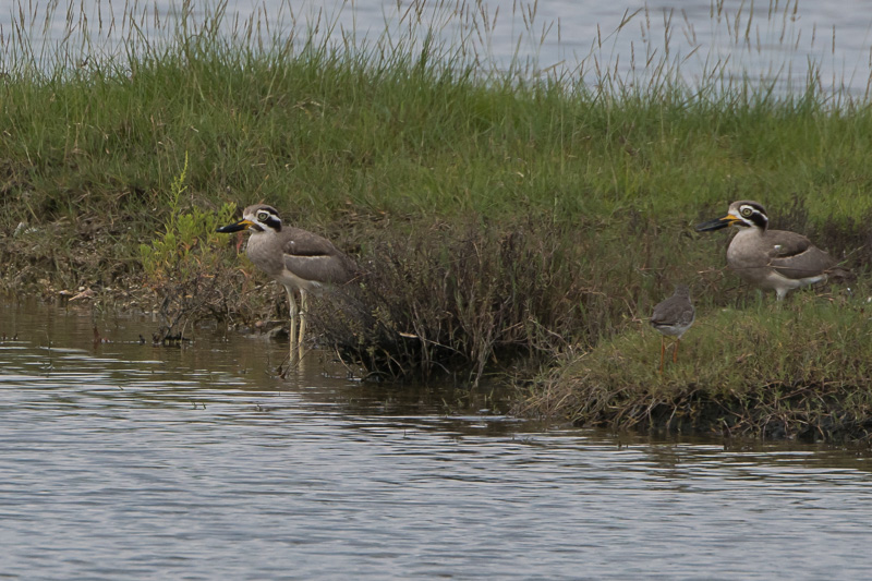 Grote Griel